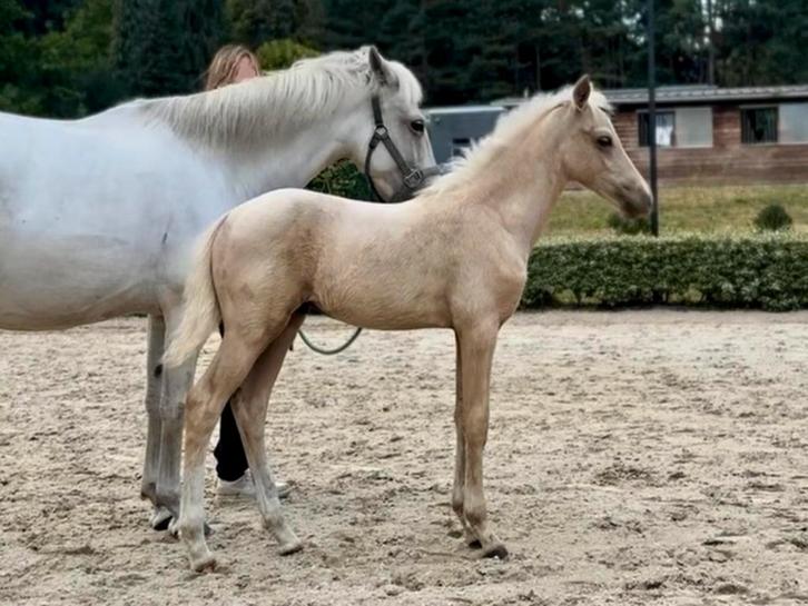 Te Koop: Knappe hengste veulen  v. FS Mr. Right, Dieren en Toebehoren, Pony's, Hengst, Niet van toepassing, D pony (1.37m tot 1.48m)