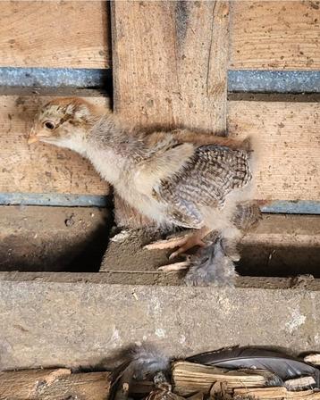Brahma goudpatrijs groothoender kuiken, Sexe inconnu