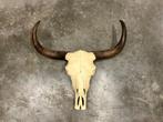 decoratieve grote waterbuffel schedel met hoorns, Comme neuf, Crâne, Enlèvement, Animal de ferme