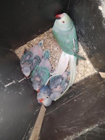 Halsband parkiet blauw witkop witstaart beschikbaar voor biedingen
