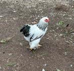 Jonge Brahma Kriel haan wit columbia zwart, Dieren en Toebehoren, Mannelijk, Kip