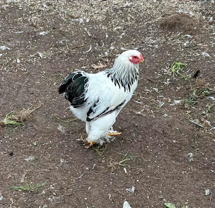 Jonge Brahma Kriel haan wit columbia zwart, Dieren en Toebehoren, Pluimvee, Kip, Mannelijk