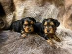 York Shire pupjes, Dieren en Toebehoren, Honden | Chihuahua's en Gezelschapshonden, België, Overige rassen, CDV (hondenziekte)