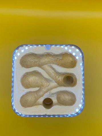Mierennest gips met buitenwereld, Dieren en Toebehoren, Mieren