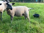 Bleu du Maine ooitje te koop van februari 2025, Dieren en Toebehoren, Schapen, Geiten en Varkens