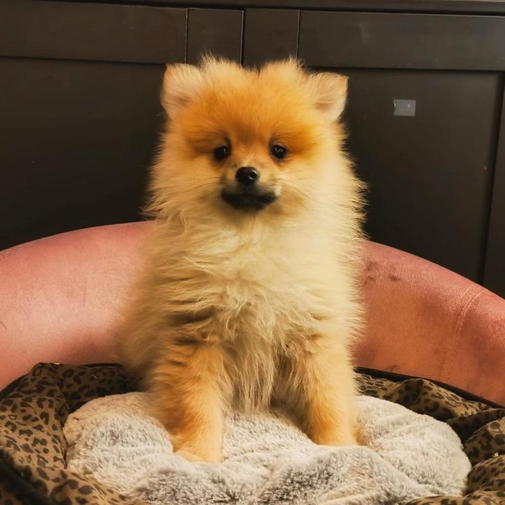 De beaux nains à vendre, Animaux & Accessoires, Chiens | Huskys, Loulous & Types primitifs, Plusieurs animaux, Loulou, Éleveur | Professionnel