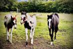 Paint Hors jonge paarden, Dieren en Toebehoren, Paarden, Met stamboom, Minder dan 160 cm, Niet van toepassing, 0 tot 2 jaar