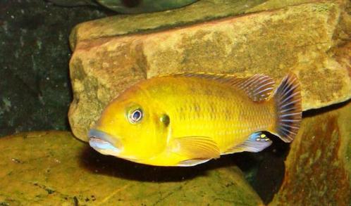 Pseudotropheus sp wiliamsi blue lips, Dieren en Toebehoren, Vissen | Aquariumvissen, Zoetwatervis, Vis, Schoolvis