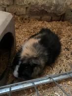 Cavia, April, Mannelijk, Cavia