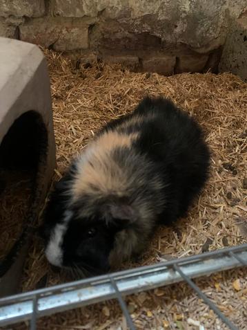 Cavia beschikbaar voor biedingen