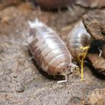 Isopods clean up crew, Dieren en Toebehoren