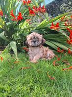 Shih tzu pups, Dieren en Toebehoren, Honden | Chihuahua's en Gezelschapshonden, België, Overige rassen, CDV (hondenziekte), 8 tot 15 weken