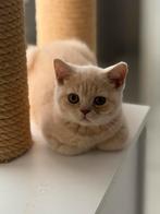 Brits korthaar, Dieren en Toebehoren, Katten en Kittens | Raskatten | Korthaar