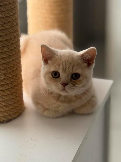 Brits korthaar, Dieren en Toebehoren, Katten en Kittens | Raskatten | Korthaar