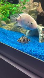 vissen, Vis, Zoetwatervis, Schoolvis