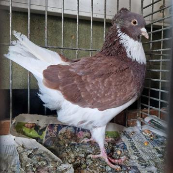 Belgische Ringslager  beschikbaar voor biedingen