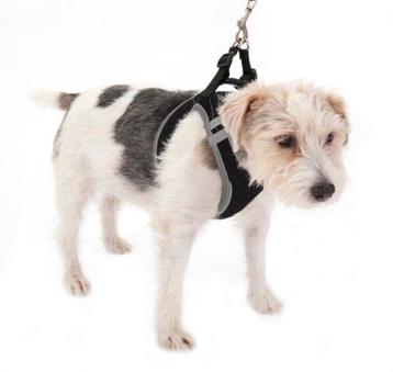 Harnas hond. beschikbaar voor biedingen