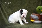 Prachtige tricolor Franse Bulldog pup, Chien (mâle), Belgique, Bouledogue, Plusieurs