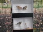 groenvinken agaat en bruin, Dieren en Toebehoren, Vogels | Overige Vogels