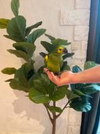 Amazone a front bleu, Dieren en Toebehoren, Vogels | Parkieten en Papegaaien, Mannelijk, Papegaai, Geringd