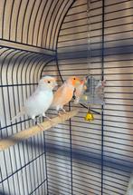 Koppel kanaries, Dieren en Toebehoren