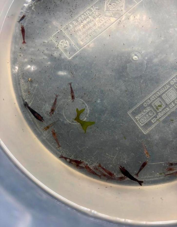 30 tal vuurgarnalen, Dieren en Toebehoren, Vissen | Aquariumvissen, Zoetwatervis, Kreeft, Krab of Garnaal, Schoolvis