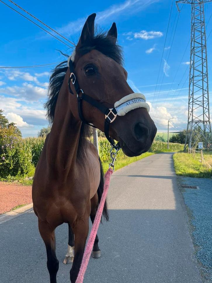 ‼️KWP warmbloed cylotte vt‼️ met al haar spullen nieuw ‼️, Dieren en Toebehoren, Paarden, Merrie, M