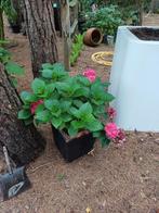 hortensia in stenen pot, Tuin en Terras, Ophalen