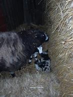 Baggerbonte ooi met twee ram lammeren, Dieren en Toebehoren, Schapen, Geiten en Varkens, Meerdere dieren, Schaap, 0 tot 2 jaar