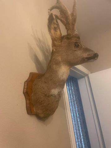 Belle tête de cerf, Enlèvement, Utilisé, Animal de ferme