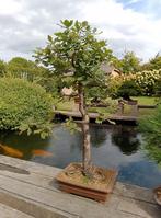 Eik bonsai, Tuin en Terras, Planten | Bomen, Ophalen