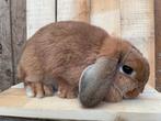 Nederlandse Hangoordwergen in Oranje en Fawn, Dieren en Toebehoren, Konijnen
