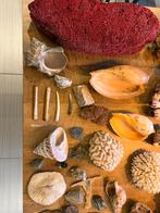 Grote verzameling van schelpen koralen en mineralen, Verzamelen, Mineralen en Fossielen, Ophalen, Schelp(en)