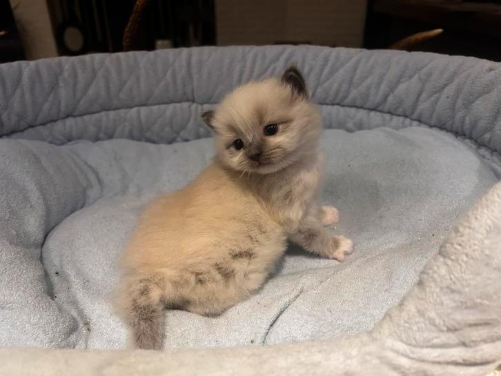 Ragdoll katertje, Dieren en Toebehoren, Katten en Kittens | Raskatten | Langhaar, Kater, 0 tot 2 jaar, Gechipt, Ontwormd, Ingeënt