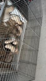 Fret, Dieren en Toebehoren, Knaagdieren, Augustus, Fret, Meerdere dieren, Tam