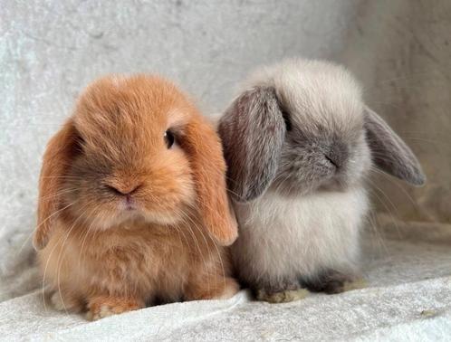 Binnenkort weer echte eyecatcher MINILOP koppeltjes verwacht, Dieren en Toebehoren, Konijnen, Klein, Meerdere dieren, 0 tot 2 jaar