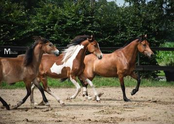 BRP pony valk ruin en Bonte zangersheide merrie