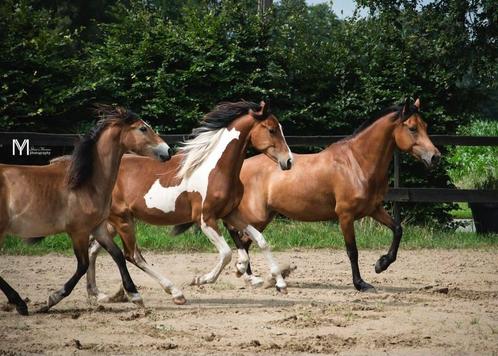 BRP pony valk ruin en Bonte zangersheide merrie, Dieren en Toebehoren, Pony's, Ruin, Z