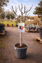 Ficus Carica - vijgenboom -  op voorraad, Tuin en Terras, Ophalen, Vijgenboom