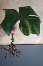 Monstera Contorta Oceana, Huis en Inrichting, Kamerplanten, Ophalen of Verzenden