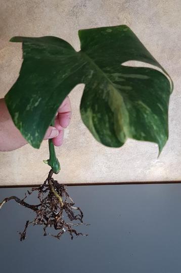 Monstera Contorta Oceana  beschikbaar voor biedingen