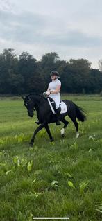 Mooie zwarte D pony, Dieren en Toebehoren, Merrie, Gechipt, Dressuurpony, L