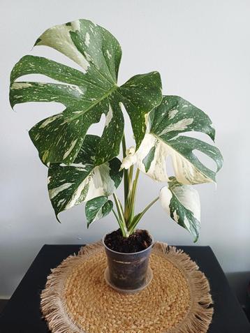 Monstera white snow beschikbaar voor biedingen