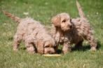 Chiots Cockapoo à vendre, 15 semaines à 1 an, Étranger, Parvovirose, Plusieurs animaux