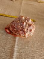 Schelp, Verzamelen, Ophalen of Verzenden, Nieuw