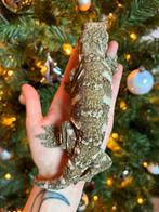 Pine Island leachianus man, Dieren en Toebehoren, Hagedis, Tam, 0 tot 2 jaar