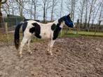 Bonte merrie (wordt 3 jaar), Dieren en Toebehoren, Paarden, Merrie, M