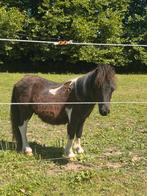 Mini shetlander hengst, Dieren en Toebehoren, Hengst