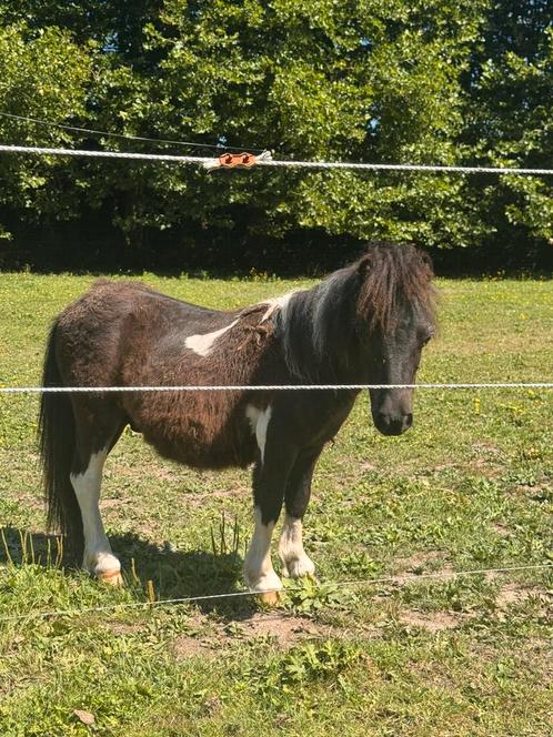 Mini shetlander hengst, Dieren en Toebehoren, Paarden en Pony's | Dekhengsten en Fokmerries, Hengst