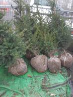 Taxus baccata 60-80cm, Jardin & Terrasse, Plantes | Arbustes & Haies, Taxus, Enlèvement, Haie